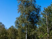 Größere Birke hinter blühender Besenheide